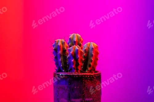 Preview: Potted cactus on a vibrant dark pink background.
