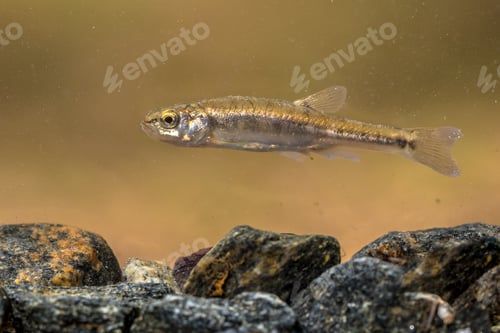 Preview: Eurasian minnow swimming in creek