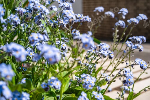 Preview: Beautiful shot of the blue Myosotis Scorpioides flowers in the garden