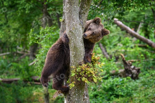Preview: Wild Brown Bear (Ursus Arctos) on tree in the summer forest. Wildlife scene