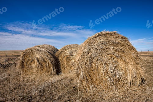 Preview: Close up of fresh hay bundles.