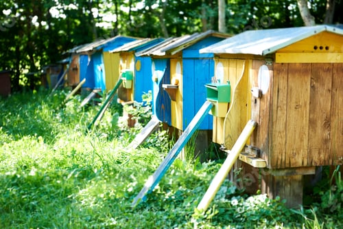 Preview: Beehives in an apiary outdoors