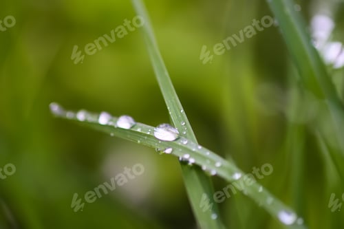 Preview: Closeup of green grass with water drops. Morning dew on summer field.