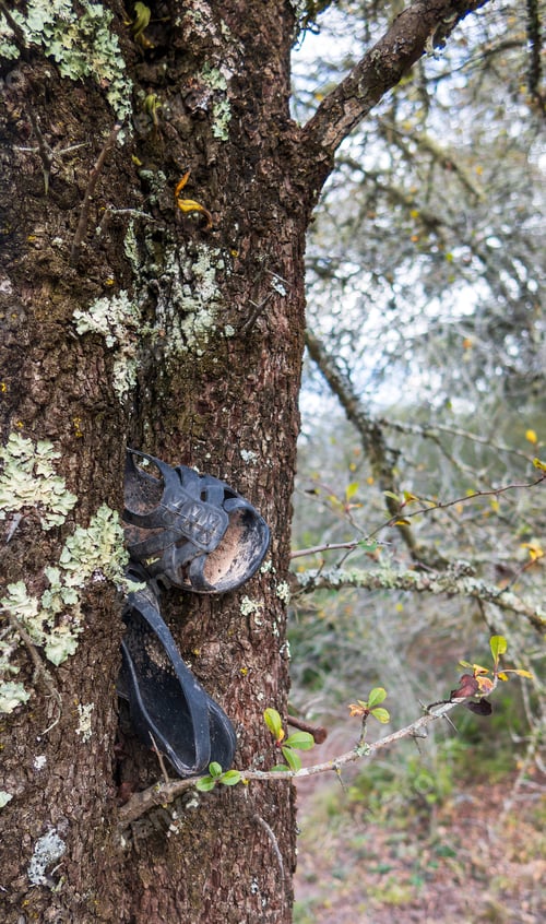 Preview: Old sandals abandoned in a tree