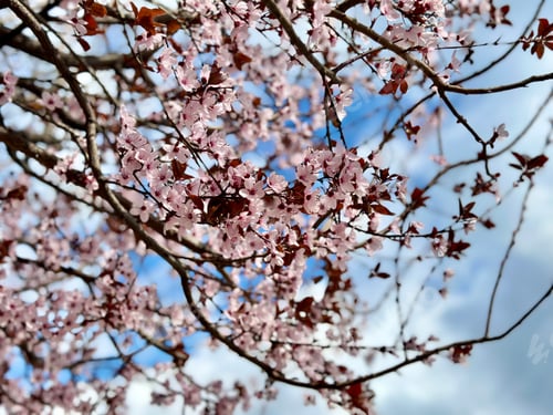 Preview: Pink flowers on a tree