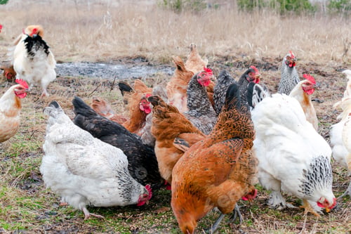 Vista previa: Chickens and rooster feeding in rural barnyard field. Chickens huddle in the backyard eco-farm