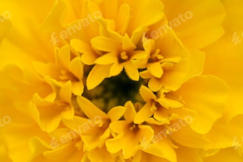 Preview: close up view of yellow geranium flower and leaves. Macro background. Nature concept