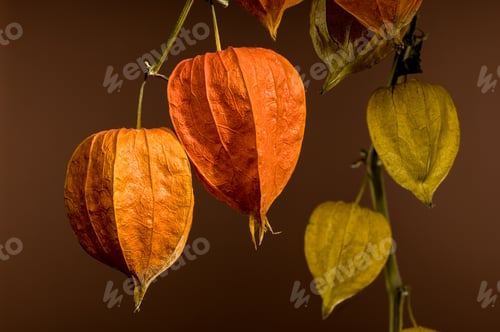 Preview: Physalis on a brown background