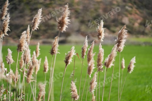 Preview: Abstract natural background of soft plants (Cortaderia selloana)