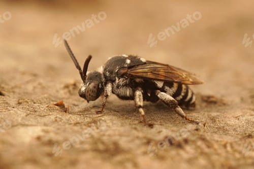 Preview: Close-up photo of the cleptoparasitic cuckoo bee, Thyreus histrionicus