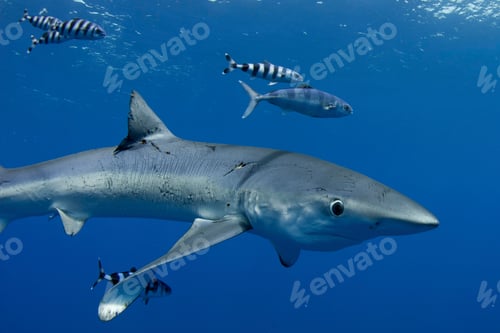 Preview: shark swimming with fish under water
