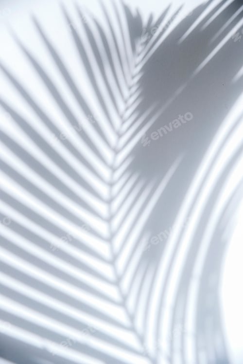 Visualização: Sombra da folha de palmeira na parede branca, fundo abstrato