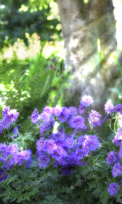 Preview: Summer garden