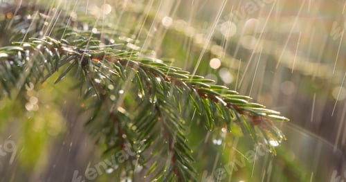 Preview: Rain on a sunny day. Close-up of rain on the background of an evergreen spruce branch.