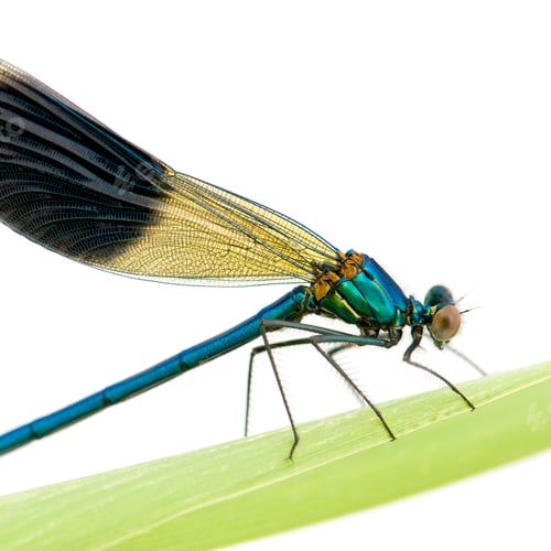 Preview: Banded Demoiselle - Calopteryx splendens