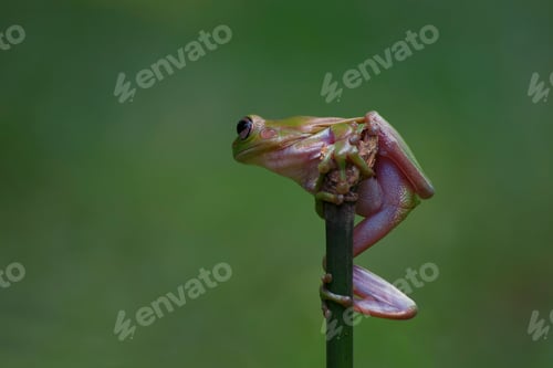 Preview: Tree Frogs Flying Frog Sitting on a Branch