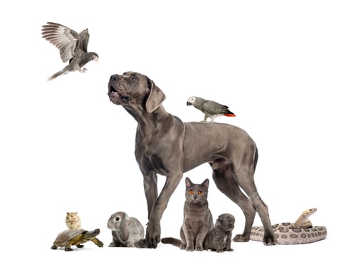 Group of pets - Dog, cat, bird, reptile, rabbit, isolated on white