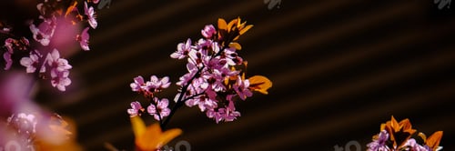 Preview: Close up of pink spring tree blossom. Web banner.