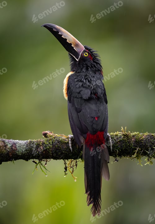 Preview: Collared Aracari Toucan in Costa Rica