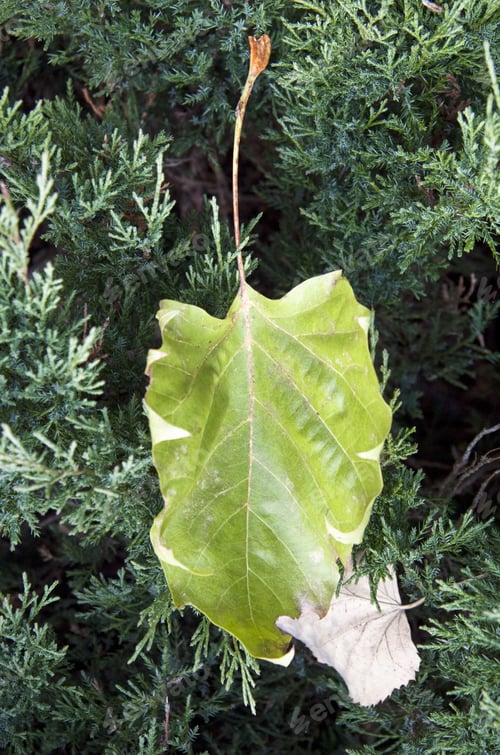 Preview: Green and dry leaves