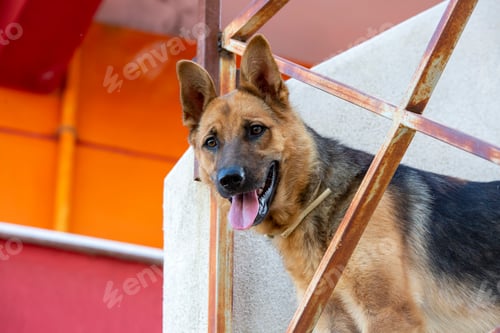 Preview: Pet animal; german wolf dog in garden.