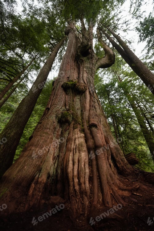 Preview: Big Cedar Tree in the forest during a foggy day