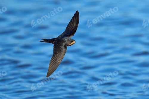 Preview: Barn swallow (Hirundo rustica)