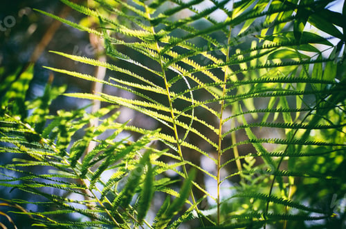 Preview: Beautyful ferns leaves green foliage natural floral fern background in sunlight.