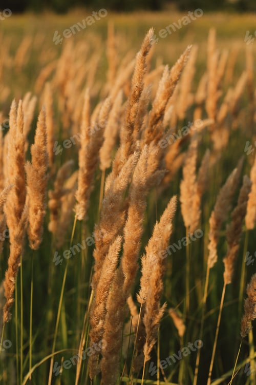 Preview: Pampas grass