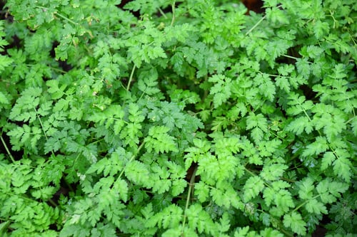 Preview: bright green foliage on the forest floor