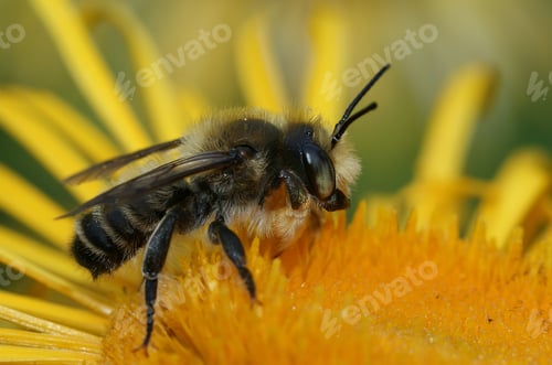 Preview: Adorable Megachile rotundata standing on the yellow flower in closeup
