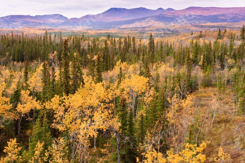 Preview: Fall colored boreal forest taiga Yukon Territory Canada