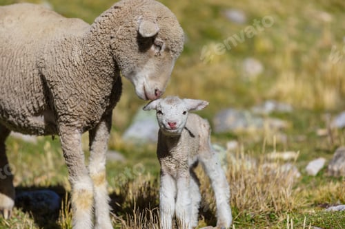 Preview: Sheep