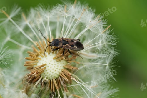 Preview: Closeup on a European Groundbug, Rhyparochromus vulgaris in a meadow