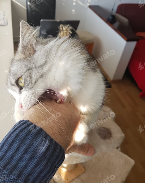 Preview: Adorable fluffy fuzzy white and grey cat biting hand.