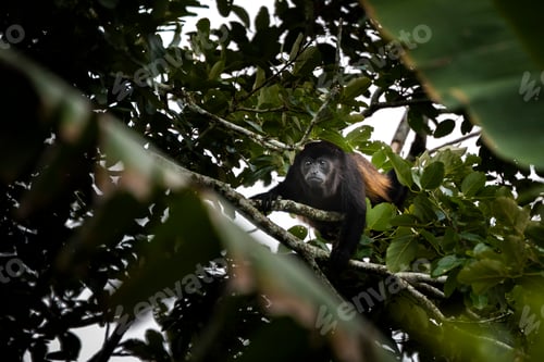 Preview: Mantled Howler Monkey (Alouatta palliata), La Fortuna, Arenal, Alajuela Province, Costa Rica