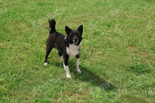 Preview: Cute black and white dog on green grass outdoors