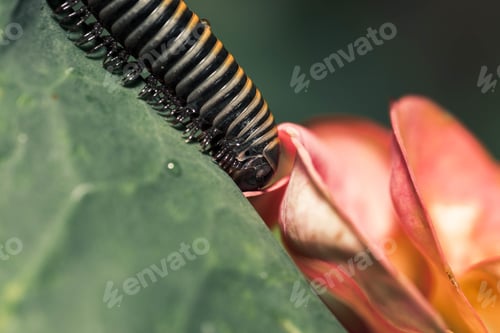 Preview: Closeup shot of the insect sitting on the green leave
