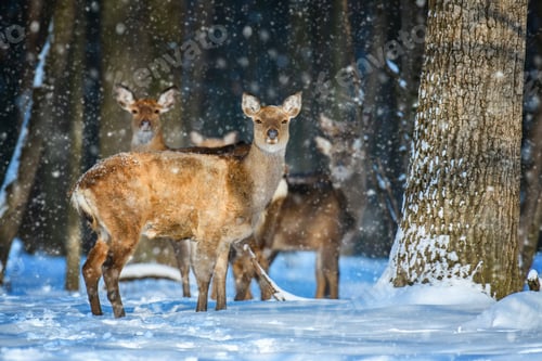 Preview: Female Roe deer in the winter forest. Animal in natural habitat