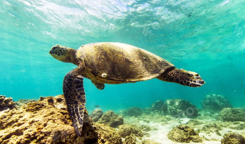 Preview: Turtle cruises in the warm waters of the Ocean
