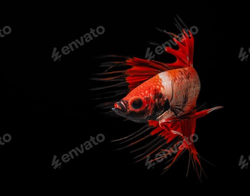 Preview: fish