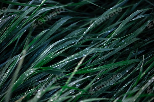 Preview: Droplets of dew on the green grass, shallow depth of field, natural abstract monochrome background