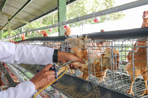 Preview: Veterinarians Vaccinate Chickens at Poultry Farm With Care