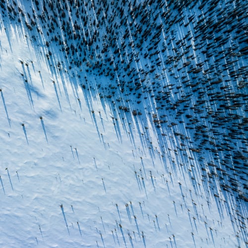 Preview: Aerial view of the forest during winter