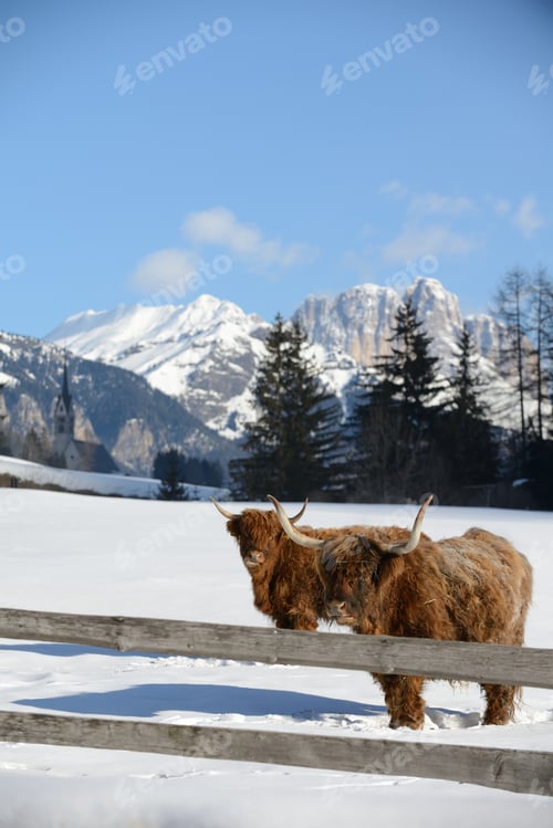 Preview: cow animal at winter