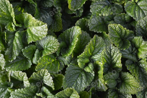 Preview: Lemon balm, also known as Melissa officinalis, a lemon scented herb