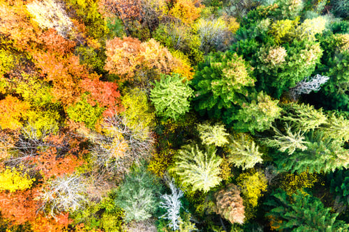 Preview: Aerial view of dense green pine forest with canopies of spruce trees and colorful lush foliage in