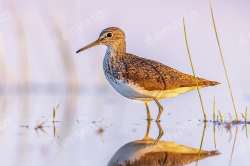 Preview: Green Sandpiper Wading against bright background