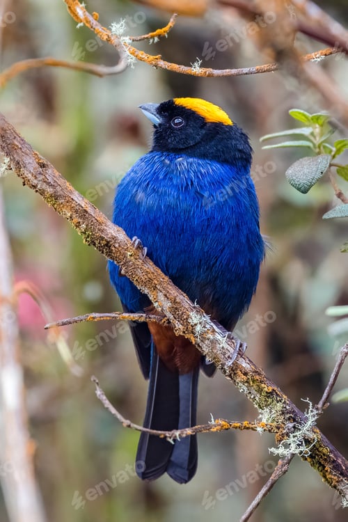 Preview: The golden-crowned tanager (Iridosornis rufivertex). Portrait of a bluebird among the branches