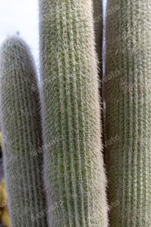 Preview: Cactus at Cactus Garden.